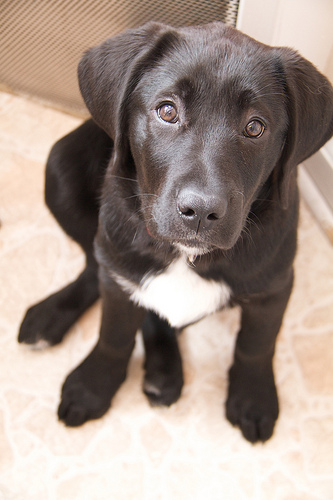 Luna, at 13.5 weeks Luna - 13 weeks old