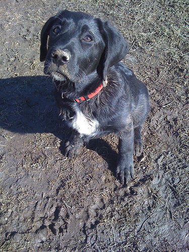 Muddy Mudskipper Luna at Ledbury Dog Park