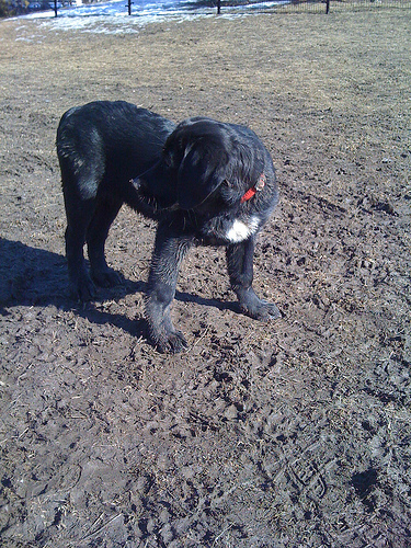 Luna at Ledbury Dog Park