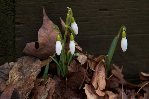 Spring Emerges!