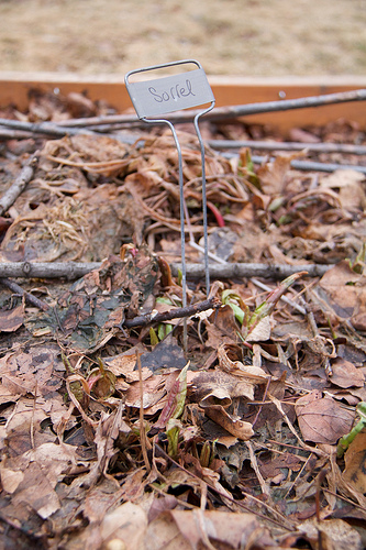 Sorrel. Note the confiscated sticks in the background (Luna's haul) Spring Emerges!