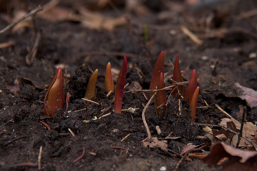 Spring Emerges!