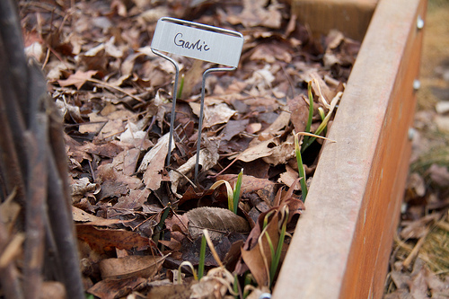 Garlic awakens Spring Emerges!