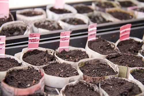 Paper pots, potted seeds