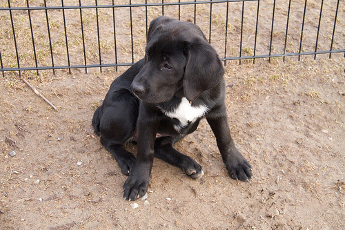 Luna at the dog park