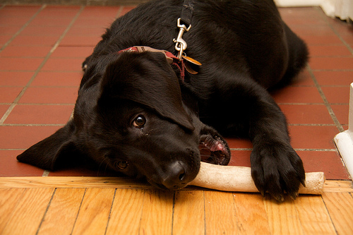 Luna, cute but behaving badly Cute puppy behaving badly