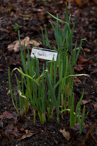 Early April garden - Garlic