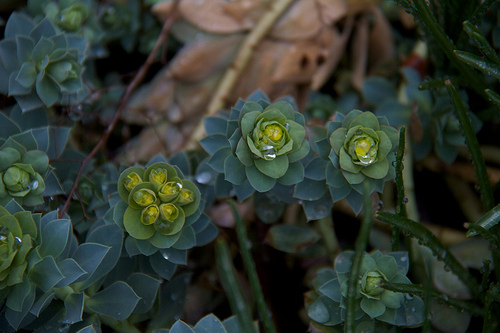 Spurge after the rain Early April garden - Spurge
