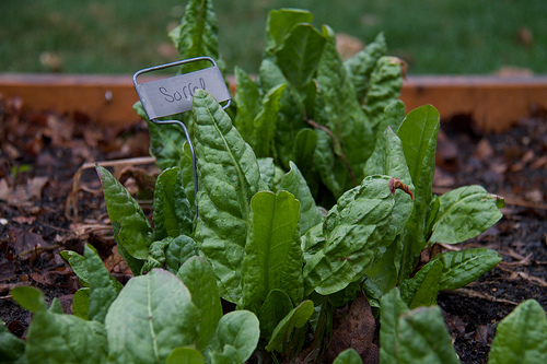Sorrel, already could be harvested Early April garden - Sorrel