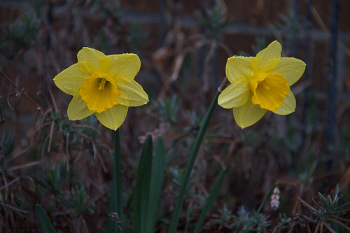 Early April garden - Daffodils