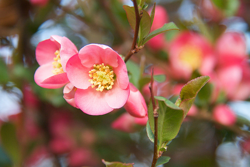 Flowering Quince Flowering Quince