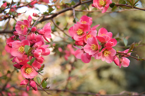 Flowering Quince Flowering Quince