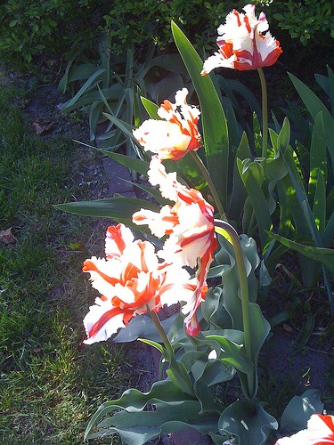 Pretty tulips