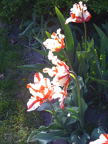 Gorgeous flame tulips Pretty tulips