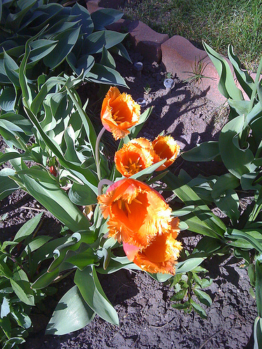 Brilliant parrot tulips Pretty tulips