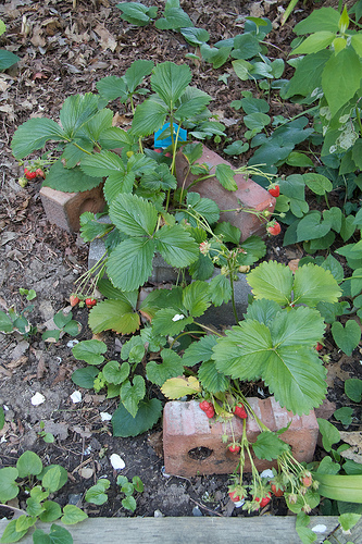 Stokes for President's Choice Strawberries