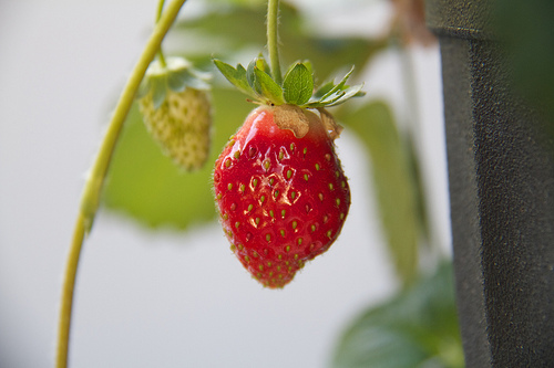 Baskets of Strawberries