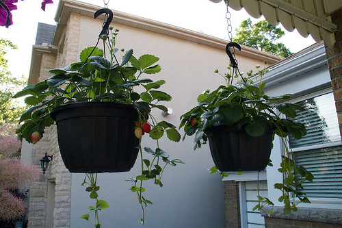 Hanging baskets of strawberries. Baskets of Strawberries