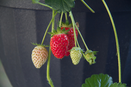 Baskets of Strawberries