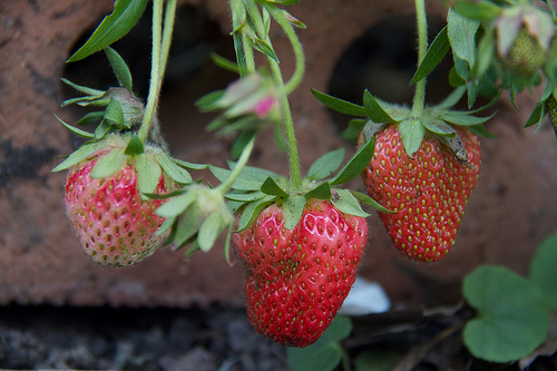 Stokes, for President's Choice, likely the Milan variety. Stokes for President's Choice Strawberries