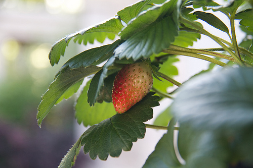 Baskets of Strawberries