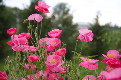 Poppies!