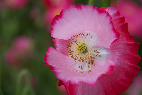 Starburst Poppies!