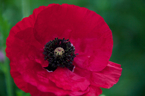 The solemn red poppy of Flanders Fields Poppies!