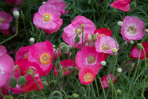 Self-seeded annual poppies gone wild! Poppies!