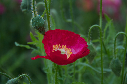 Poppies!