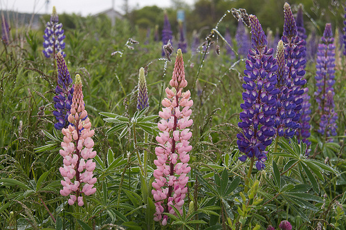 Lupins of Newfoundland