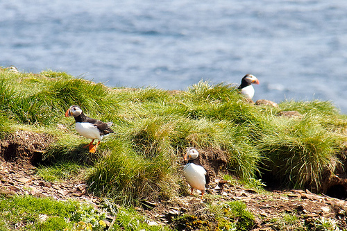 Puffins -- parrots of the sea