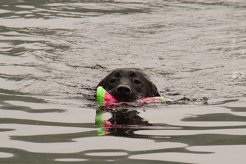 Luna the expert swimmer