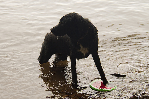 Luna the expert swimmer