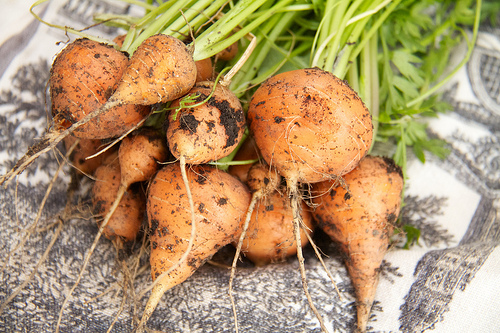 Carrots - Tonda di Parigi