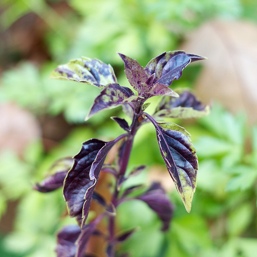 Purple basil 