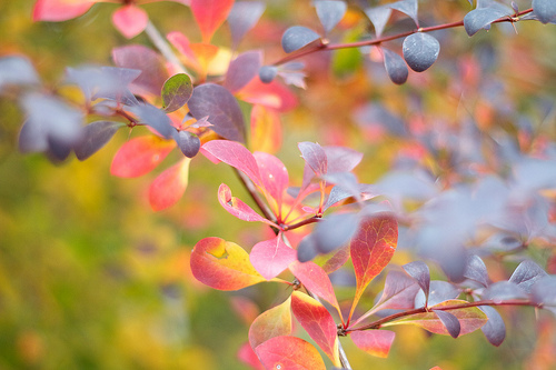 Barberry bush (I think!)