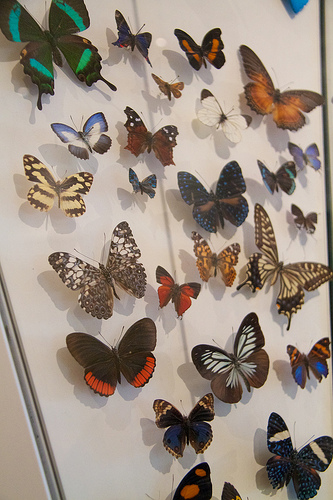 Butterflies Butterflies
