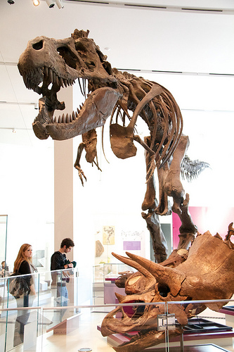 T-Rex at the Royal Ontario Museum