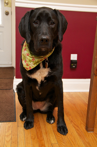 Christmas Luna, sporting one of her many new bandannas Christmas Luna, sporting one of her many new bandannas