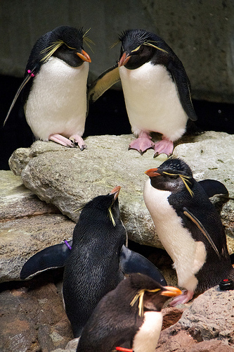 Penguins at the New England Aquarium