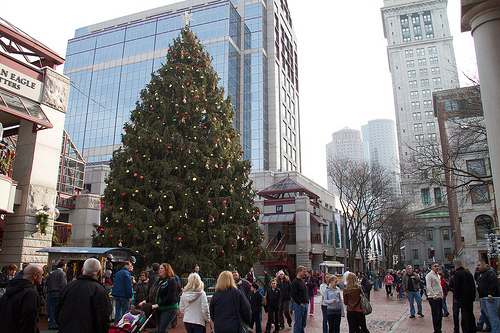 Enormous Christmas Tree, gifted from Halifax Enormous Christmas Tree, gifted from Halifax