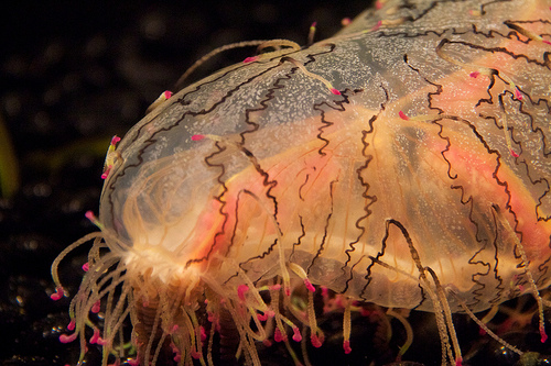 Funky squishy thing Funky squishy thing