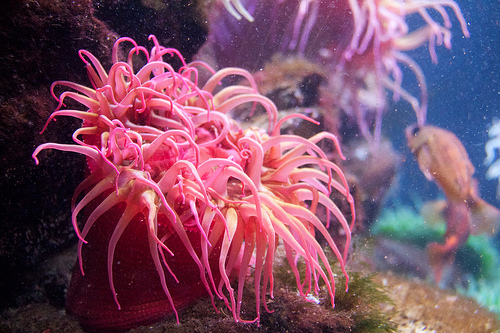 Sea Anemone Sea Anemone