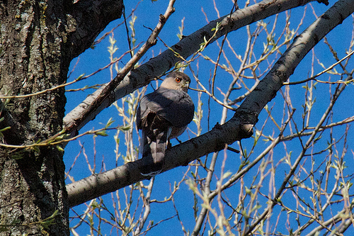 Cooper's Hawk Cooper's Hawk