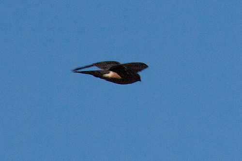 Cooper's Hawk