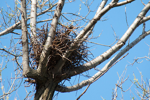 Cooper's Hawk Nest
