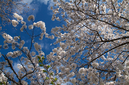 Cherry Blossoms in High Park