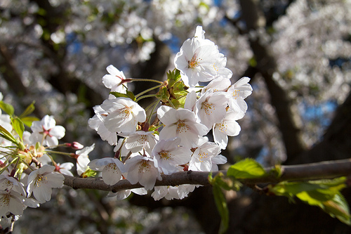 Cherry Blossoms in High Park