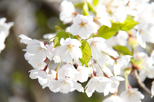 Cherry Blossoms in High Park